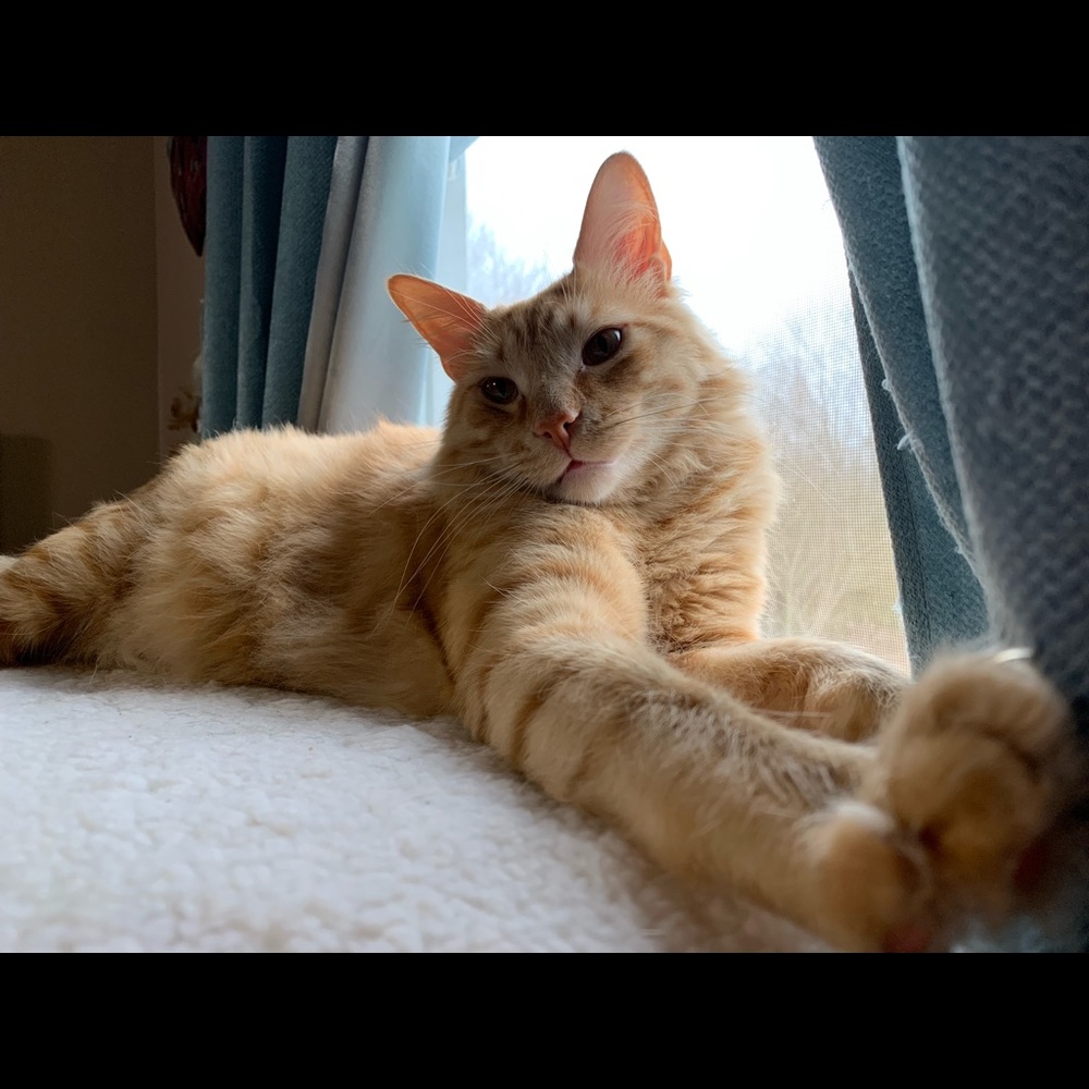 Meet your Posher, Rachel